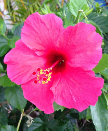 A Very Bright Hibiscus