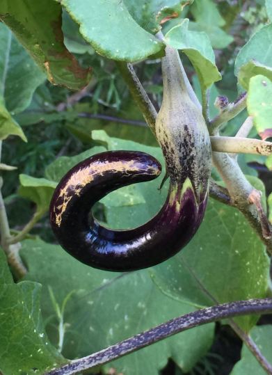 Long eggplant growing in a neighbor's garden